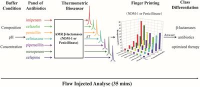 Activity fingerprinting of AMR β-lactamase towards a fast and accurate diagnosis